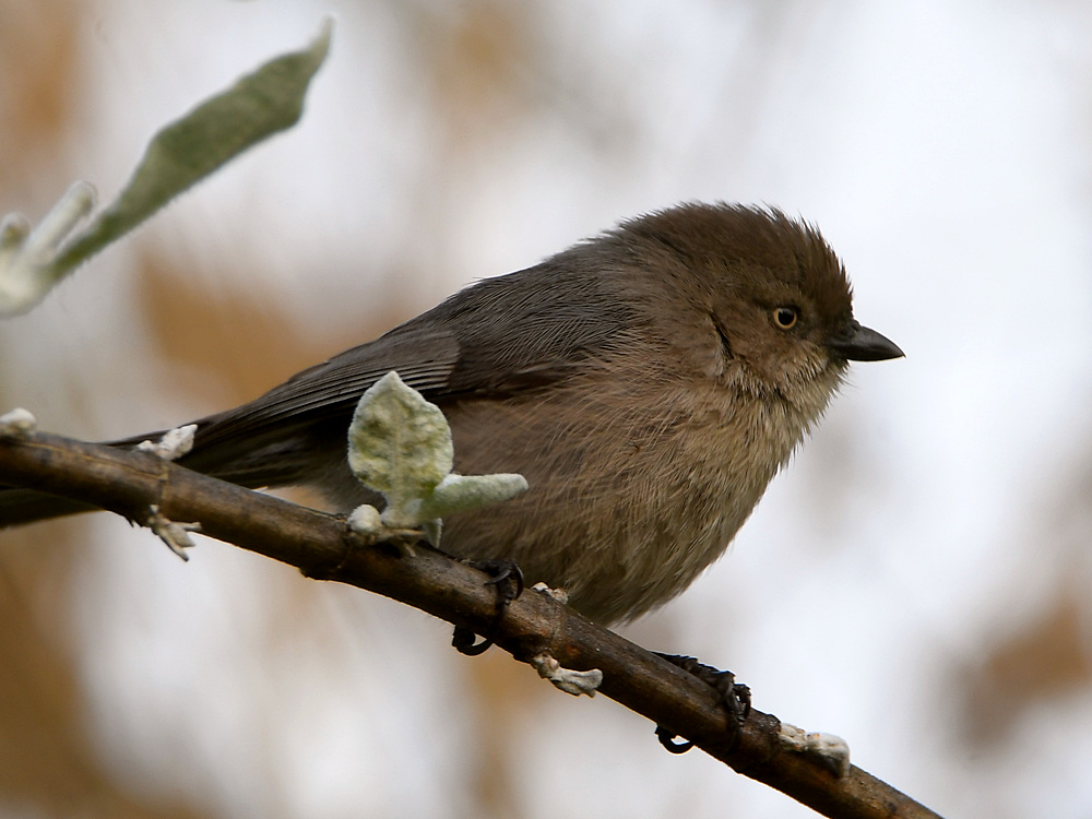 Tit.jpg