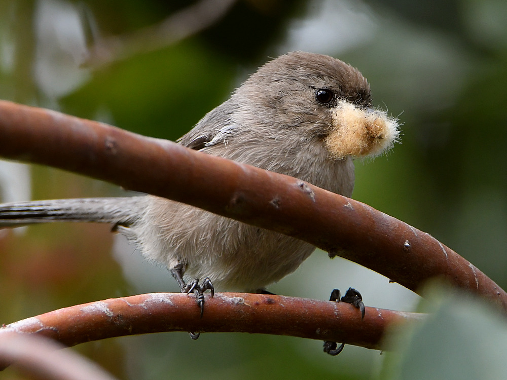 Tit.jpg
