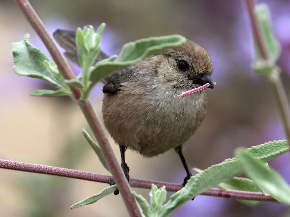 Tit.jpg