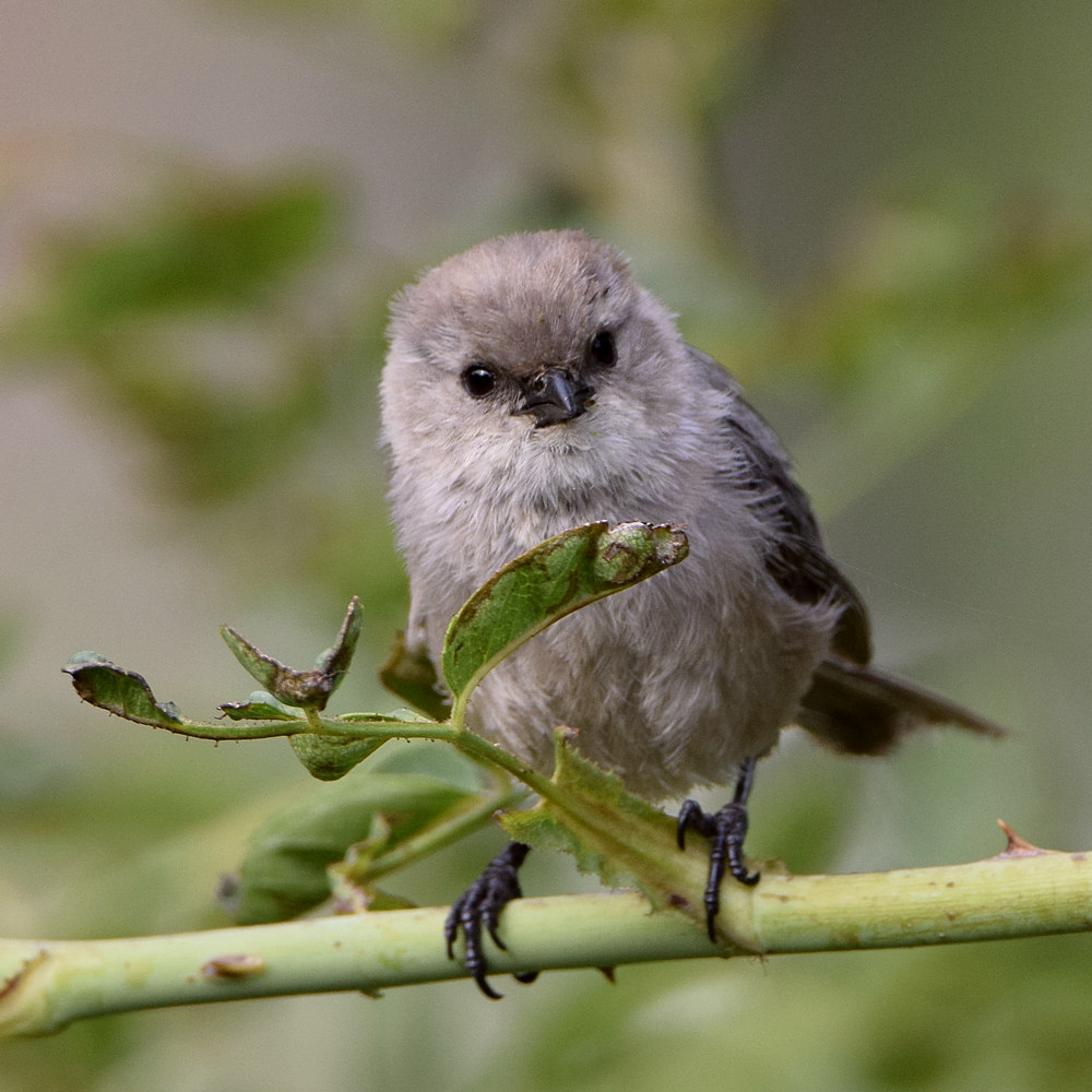 Tit.jpg