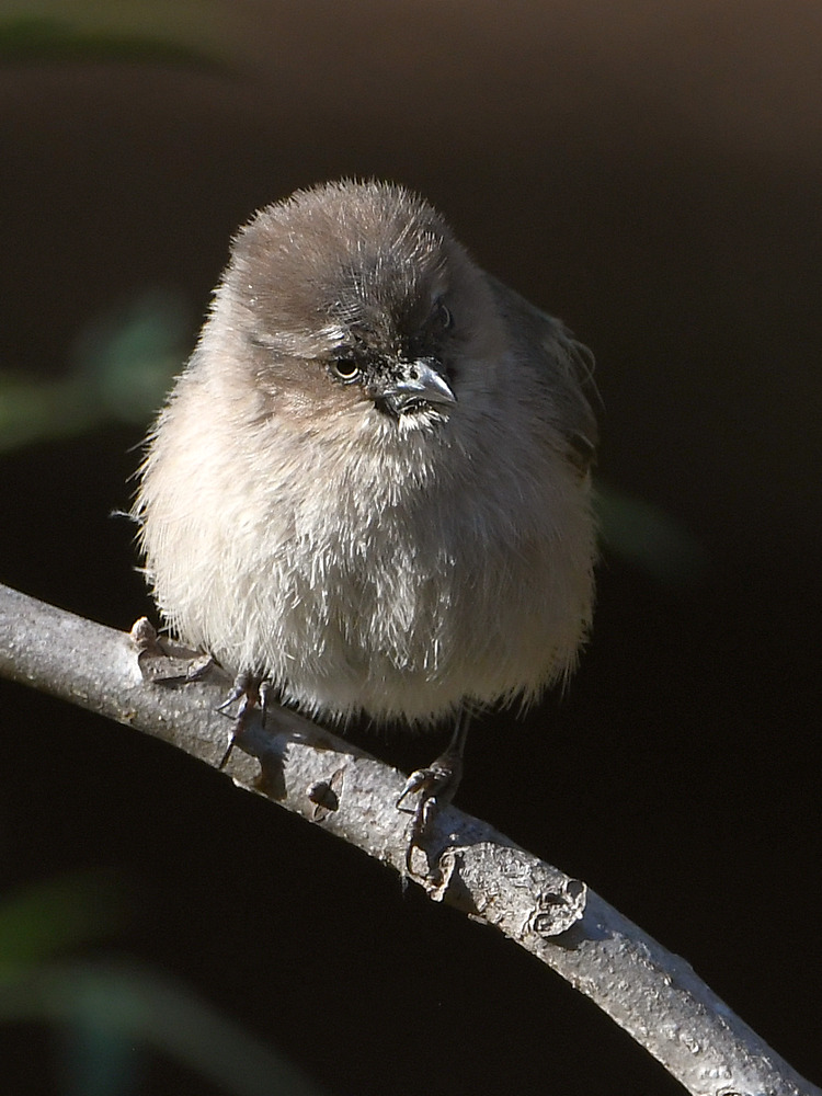 Tit.jpg