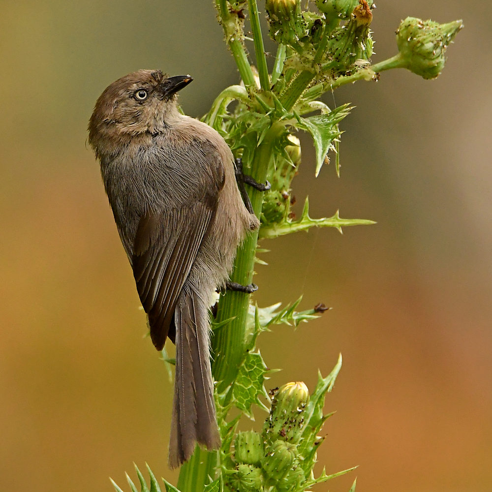 Tit.jpg