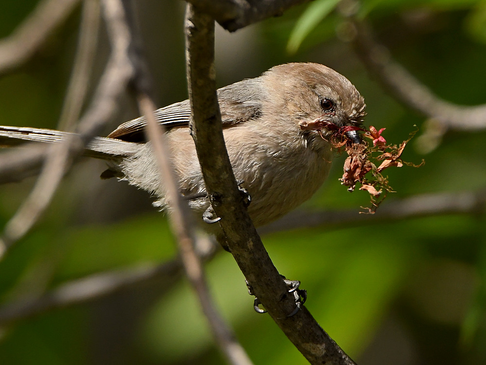 Tit.jpg