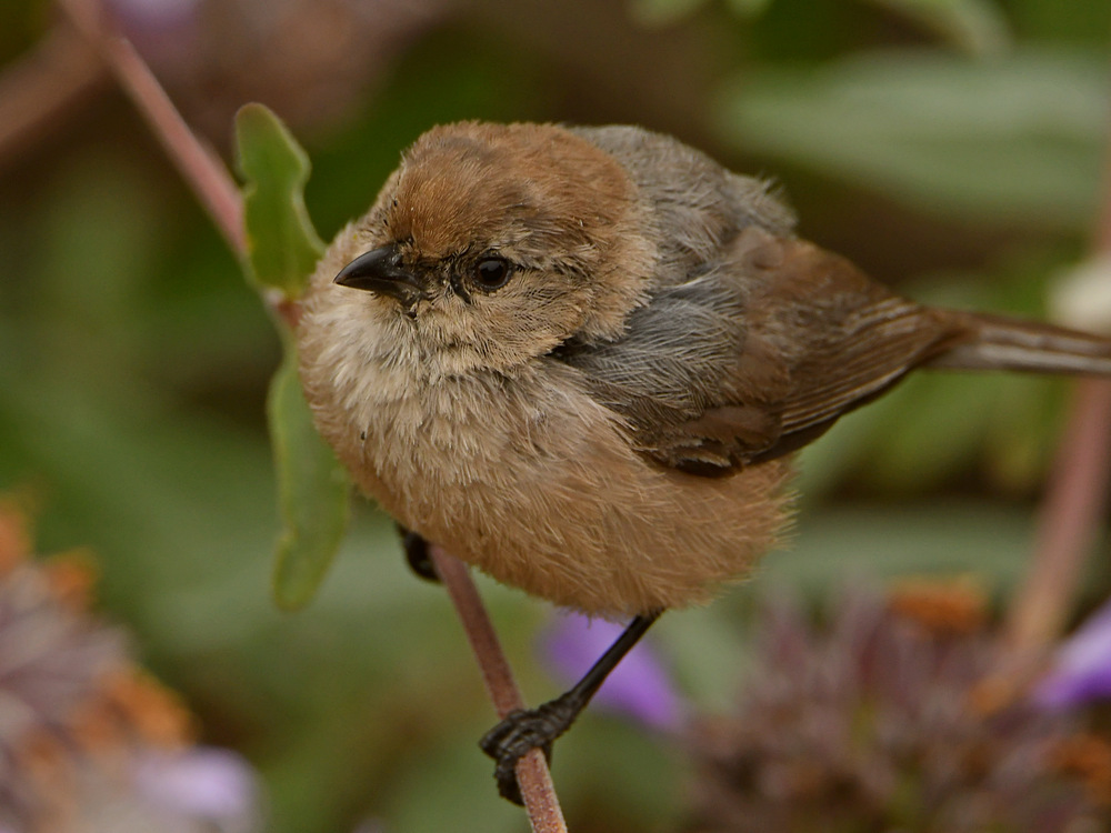 Tit.jpg