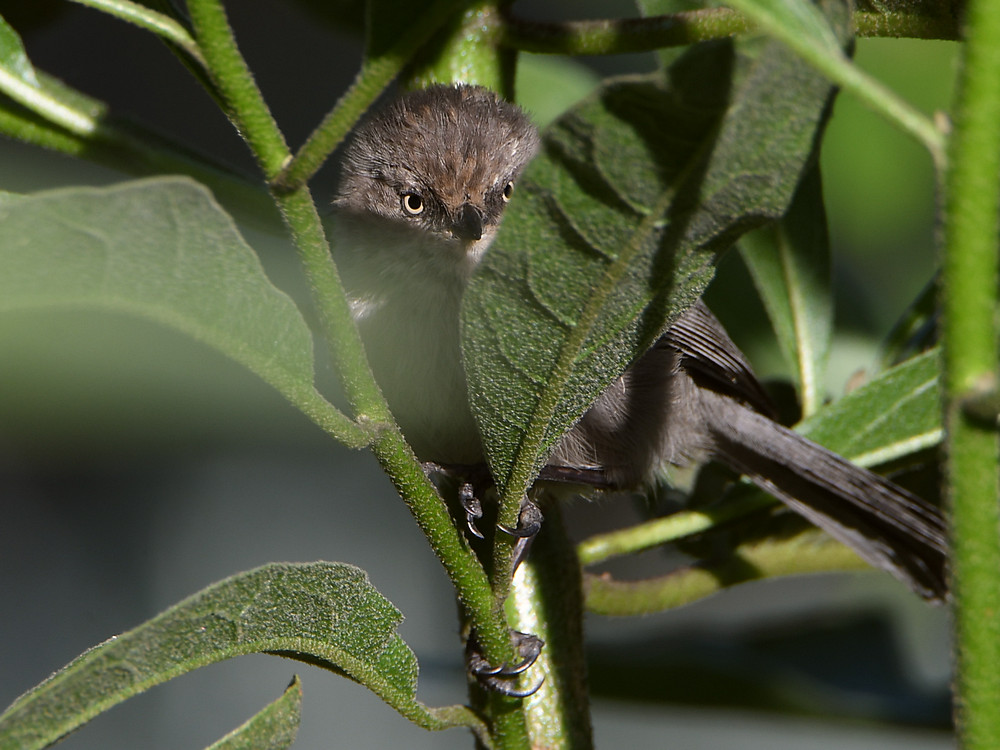 Tit.jpg