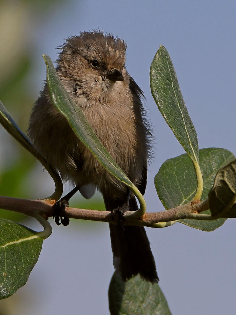 Tit.jpg