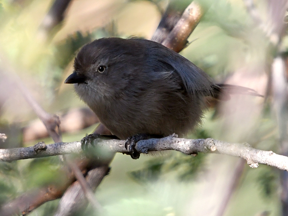 Tit.jpg