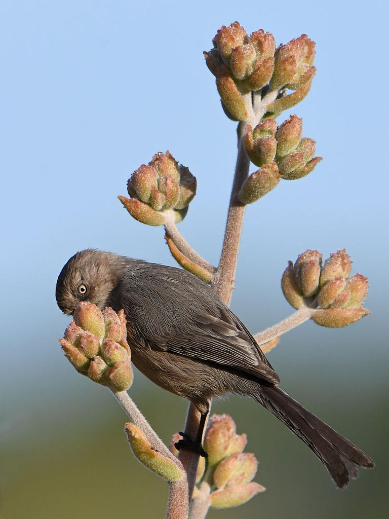 Tit.jpg