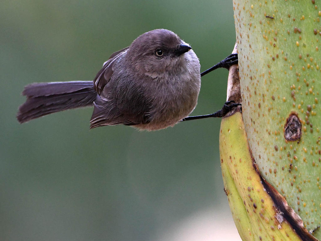 Tit.jpg