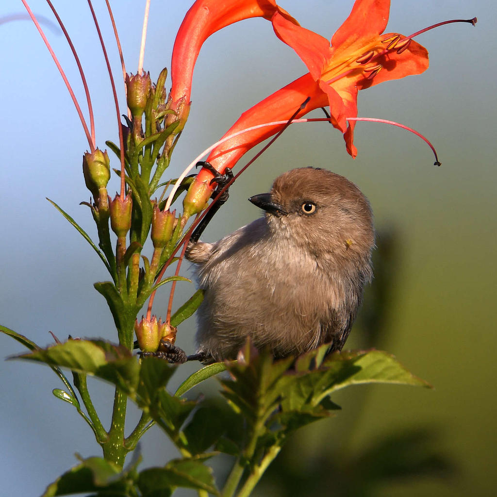 Tit.jpg
