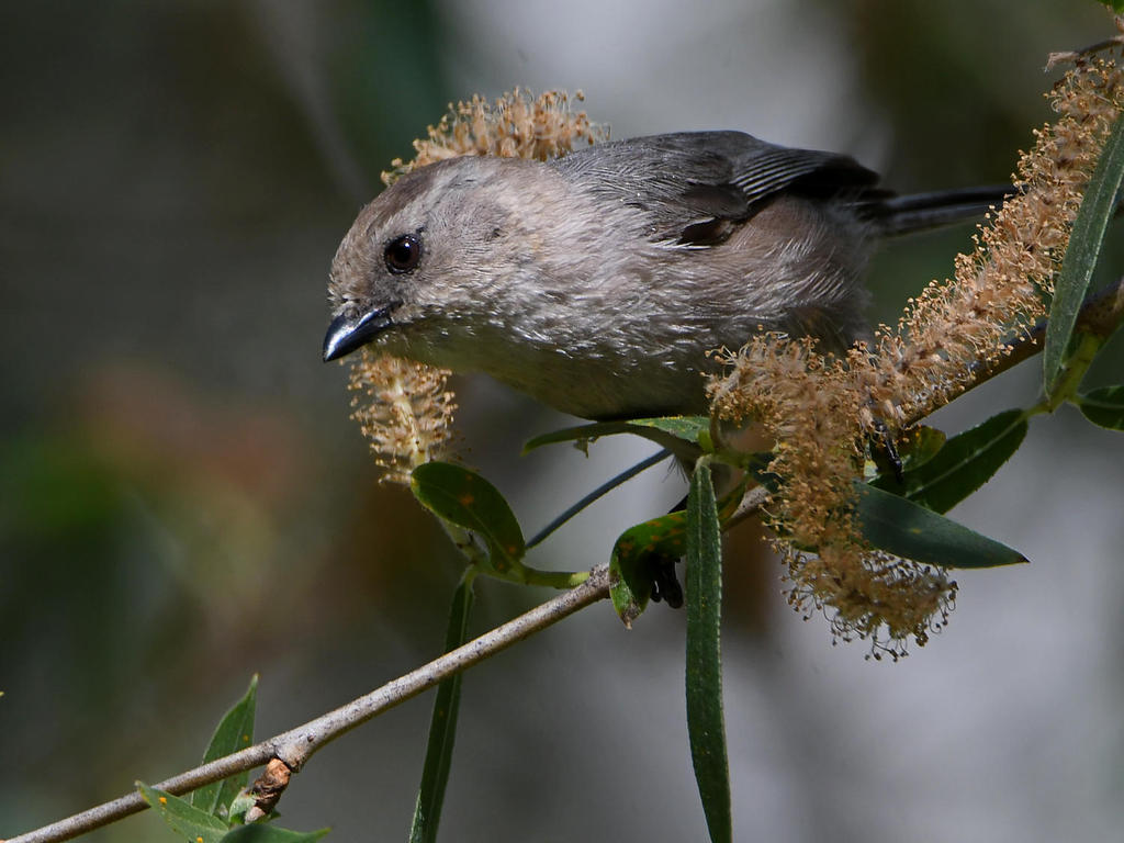 Tit.jpg