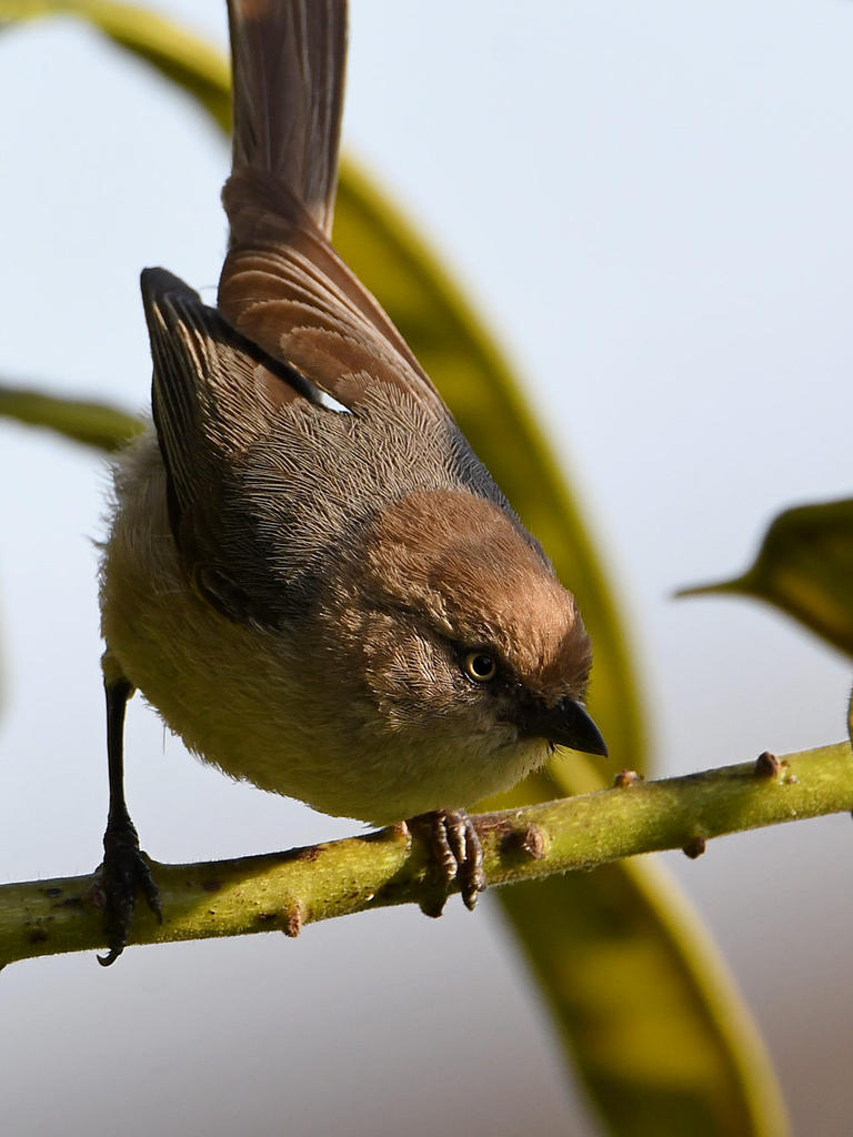 Tit.jpg