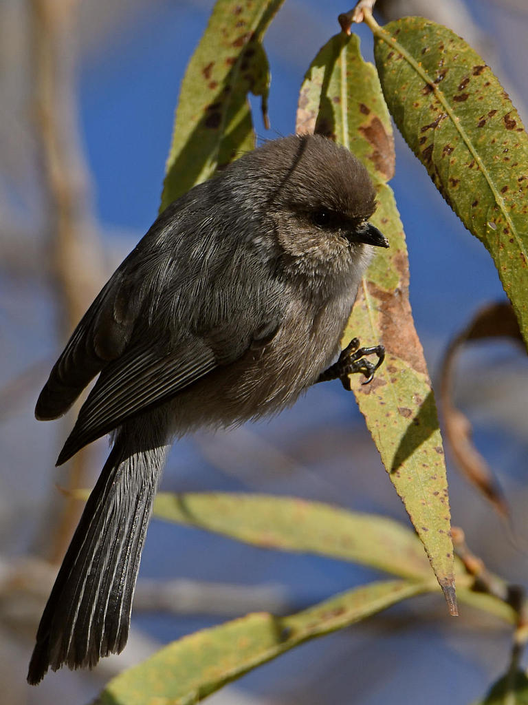 Tit.jpg