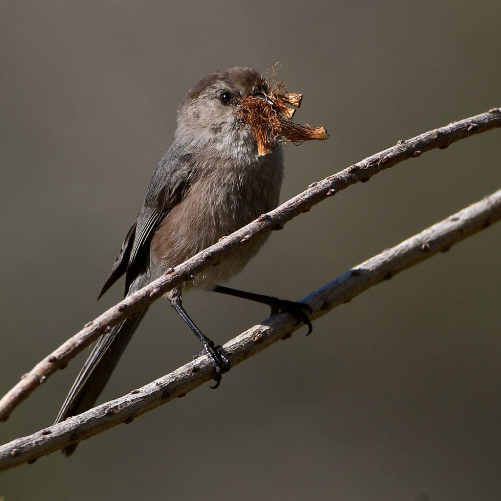 Tit.jpg