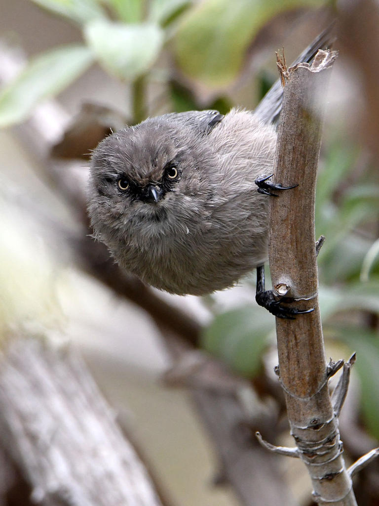 Tit.jpg