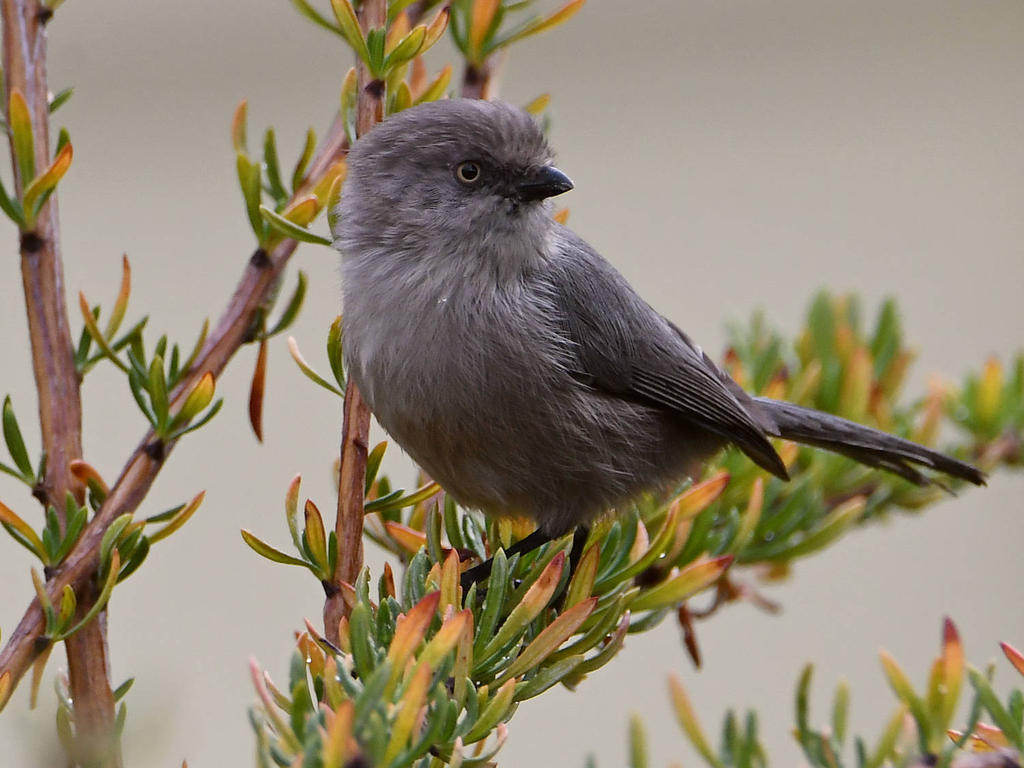 Tit.jpg
