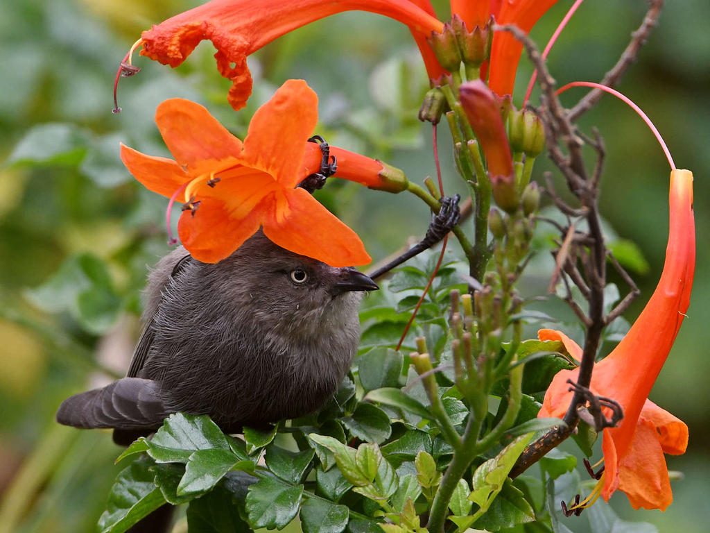 Tit10.jpg