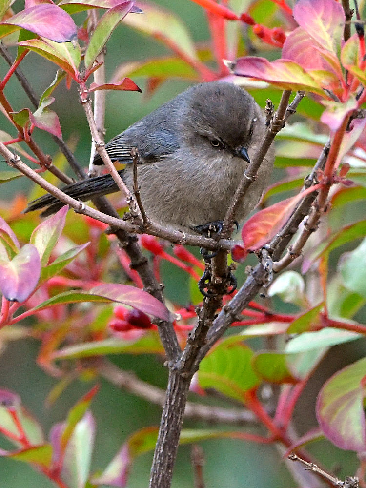 Tit2.jpg