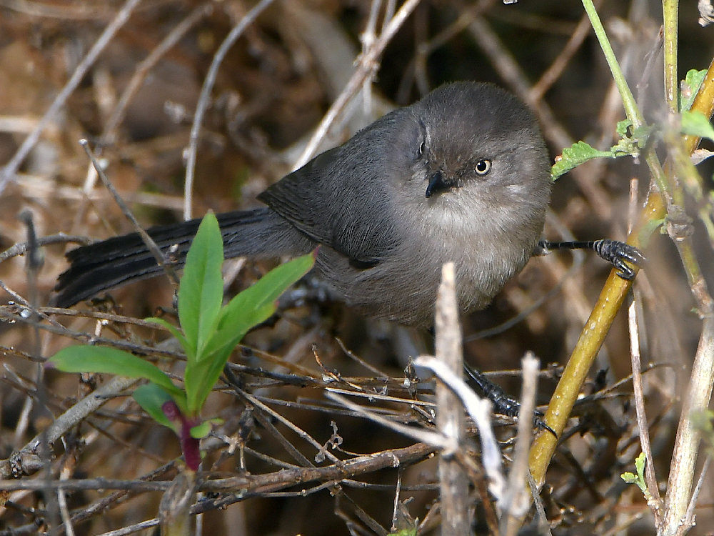 Tit2.jpg