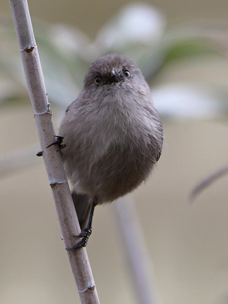 Tit2.jpg