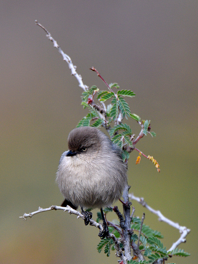 Tit2_2015_12_11.jpg