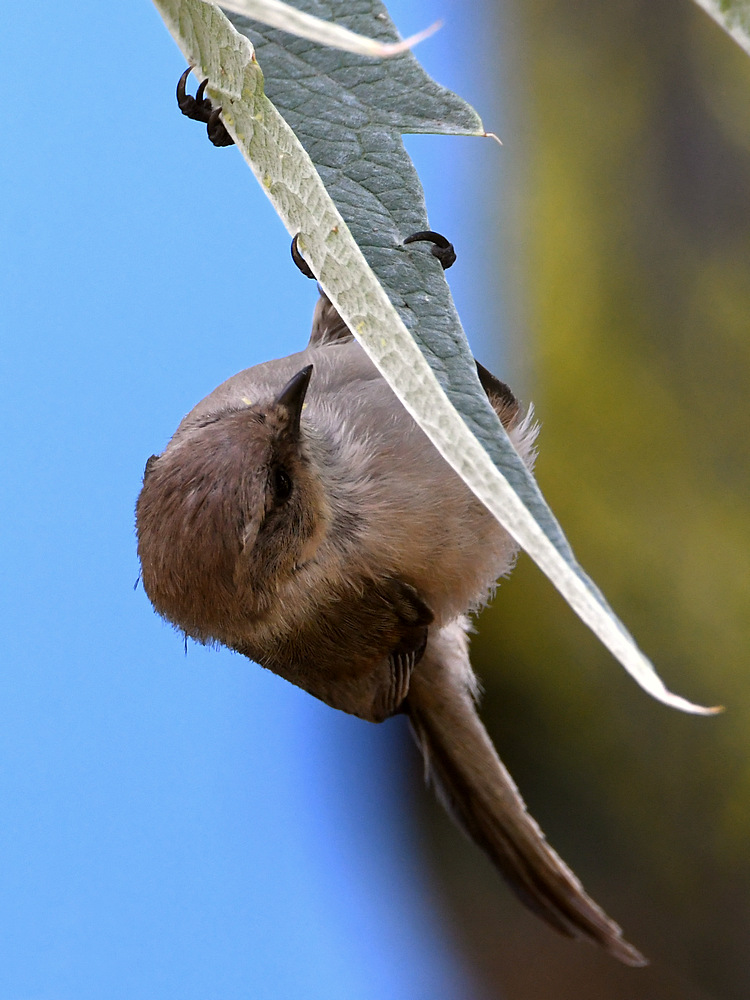 Tit3.jpg