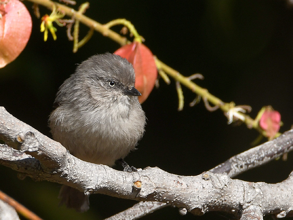 Tit5.jpg