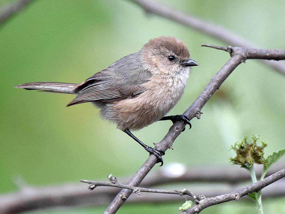 Tit_2015_06_01.jpg