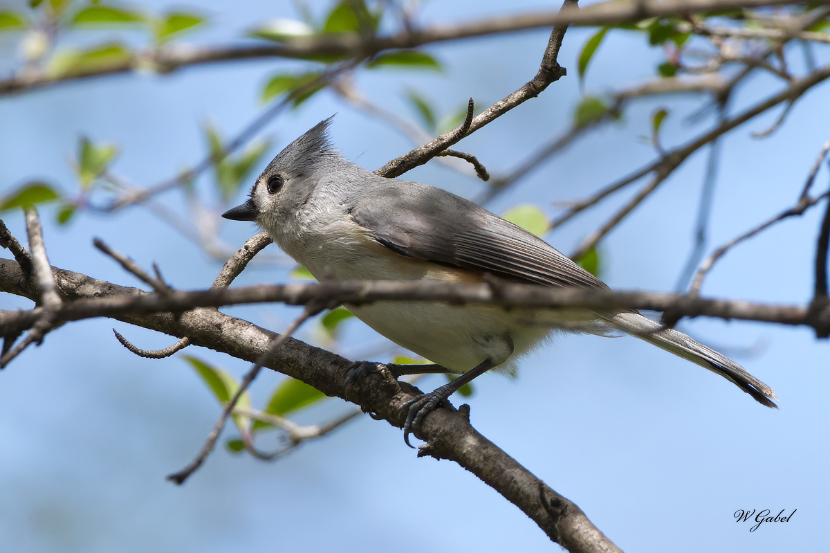 Titmouse sm.jpg