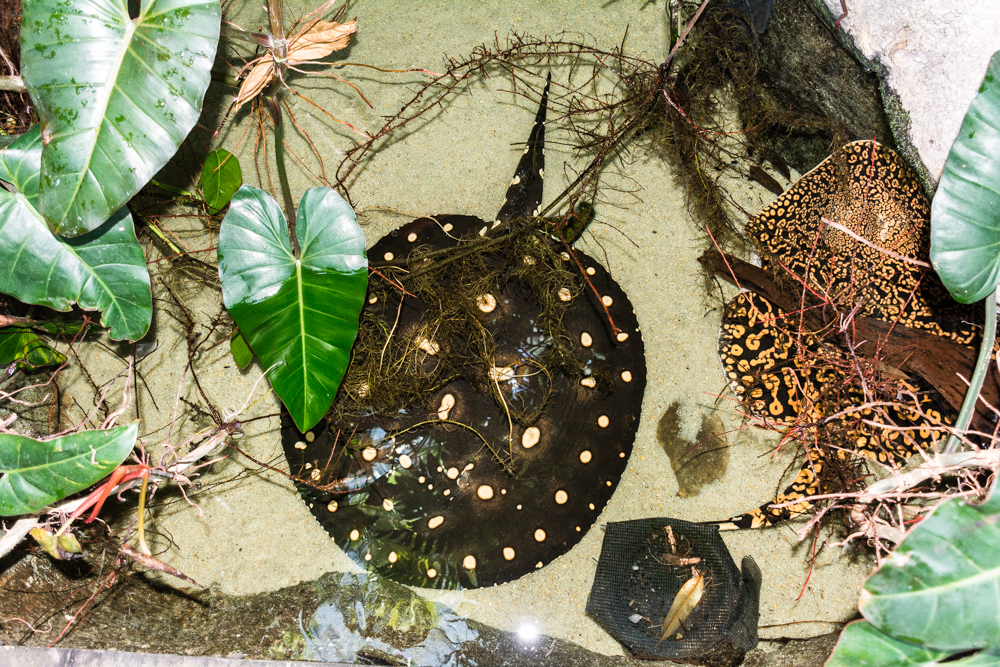 Tn-Aquarium-2667.jpg
