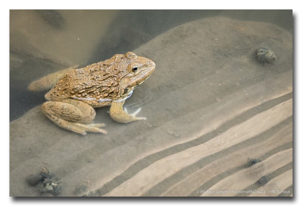 toad.jpg