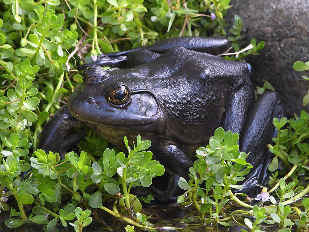 Toad.jpg