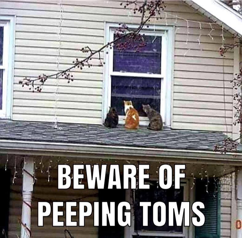 tom.jpg