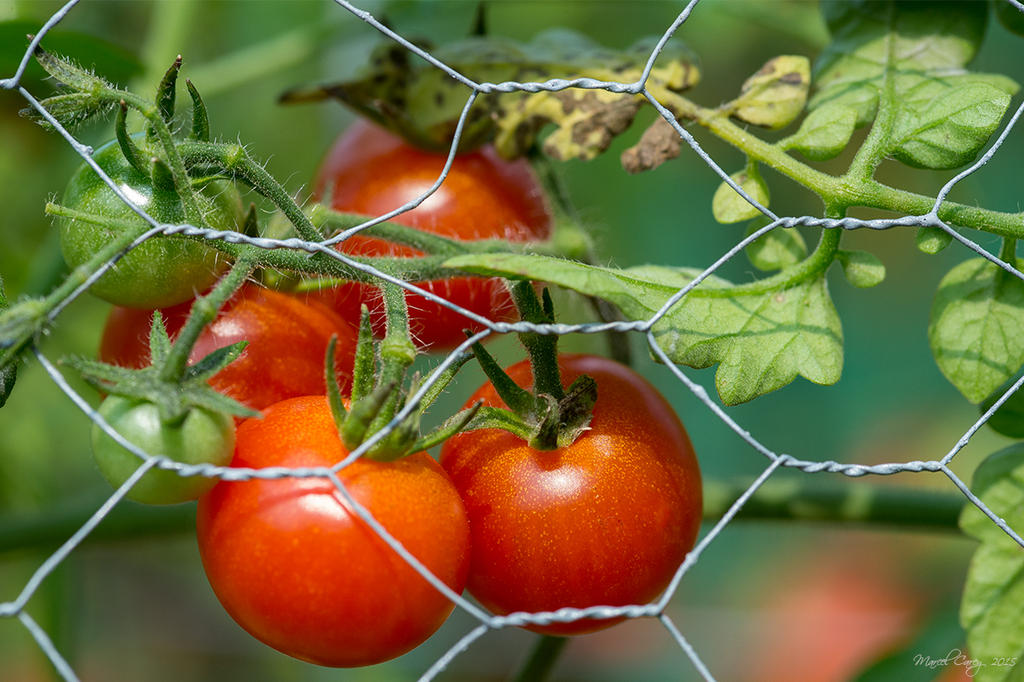 tomates.jpg
