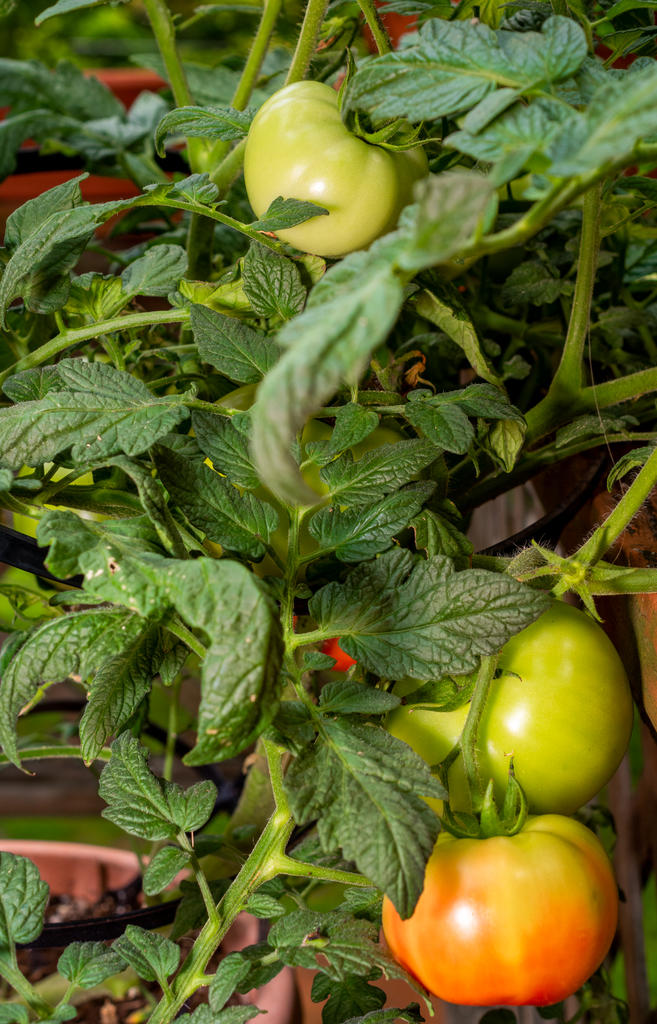 Tomato Crop! (1 of 1).jpg