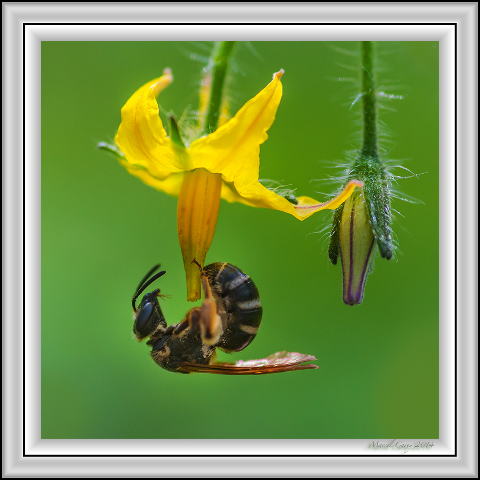 tomato flower.jpg