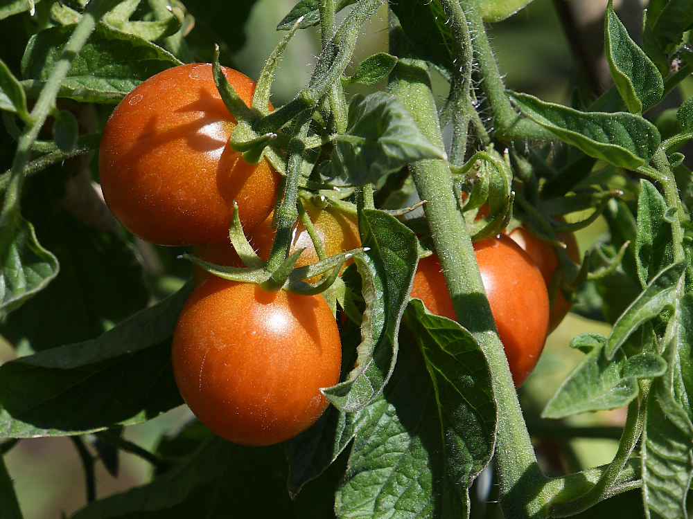Tomato.jpg