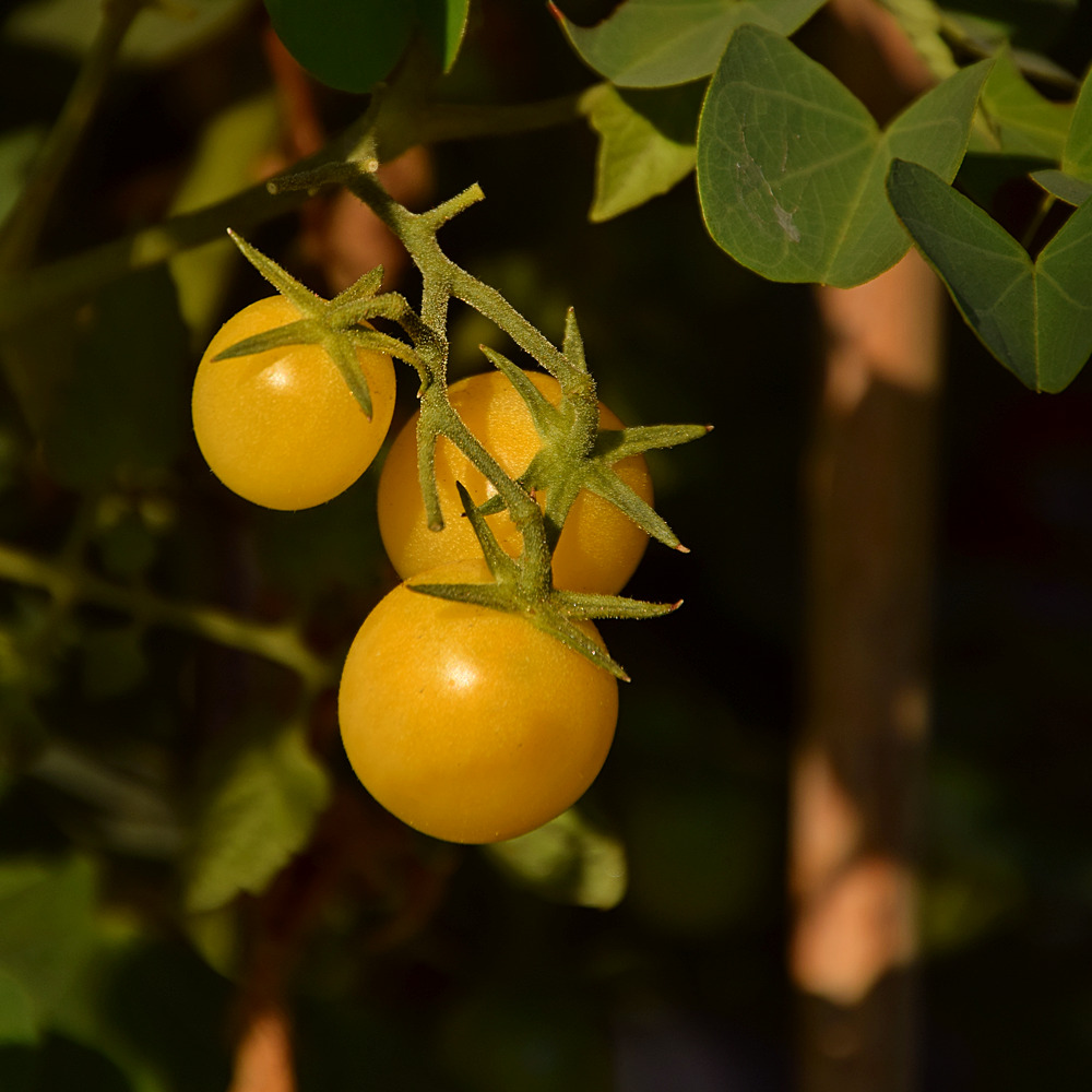 Tomatoes.jpg