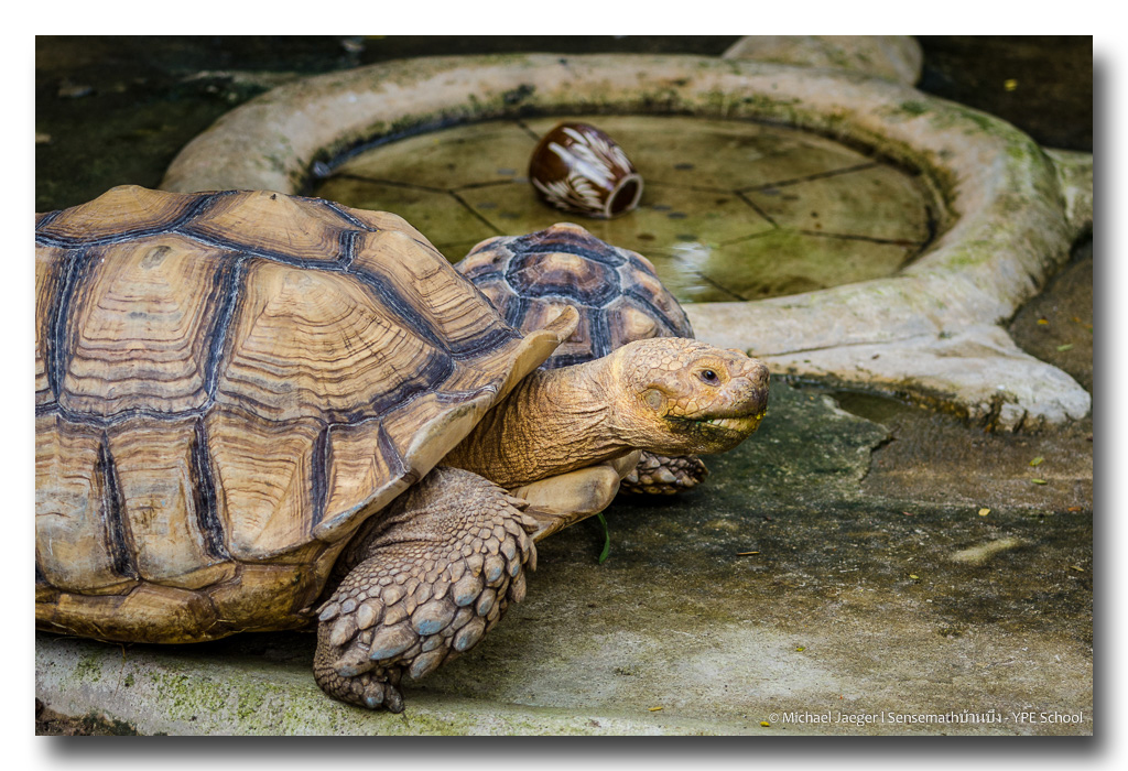 tortoise-1.jpg