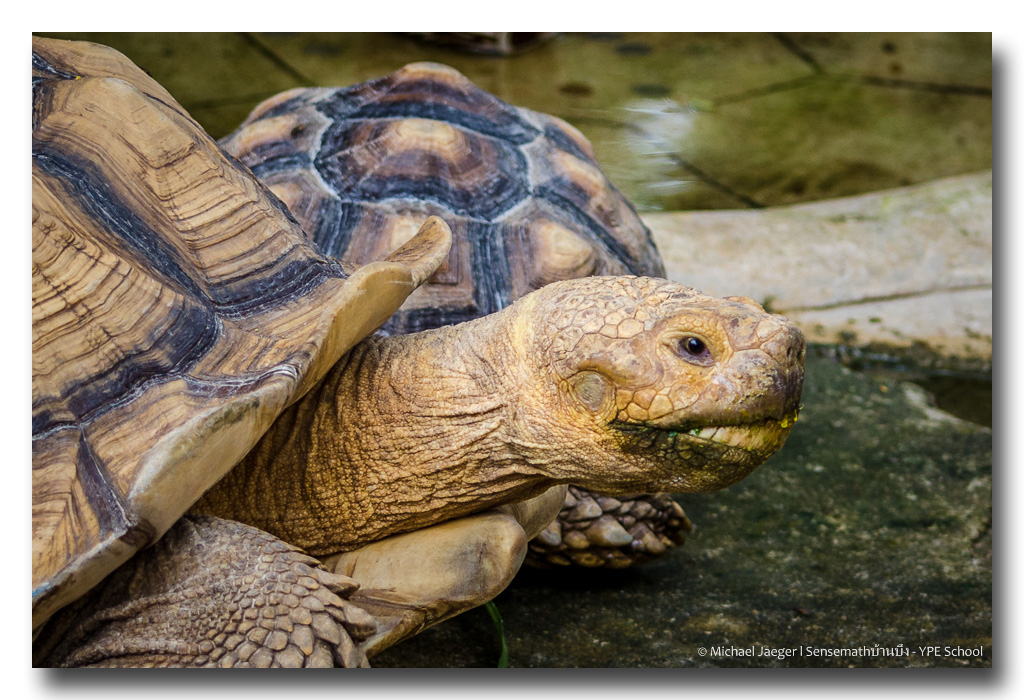 tortoise-2.jpg