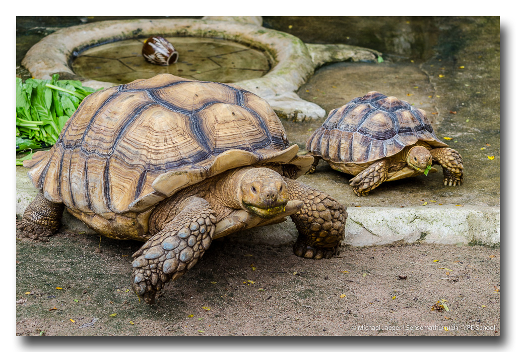 tortoise-3.jpg