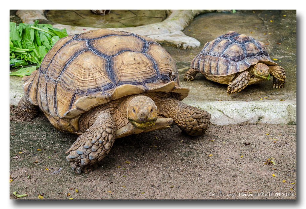 tortoise-4.jpg