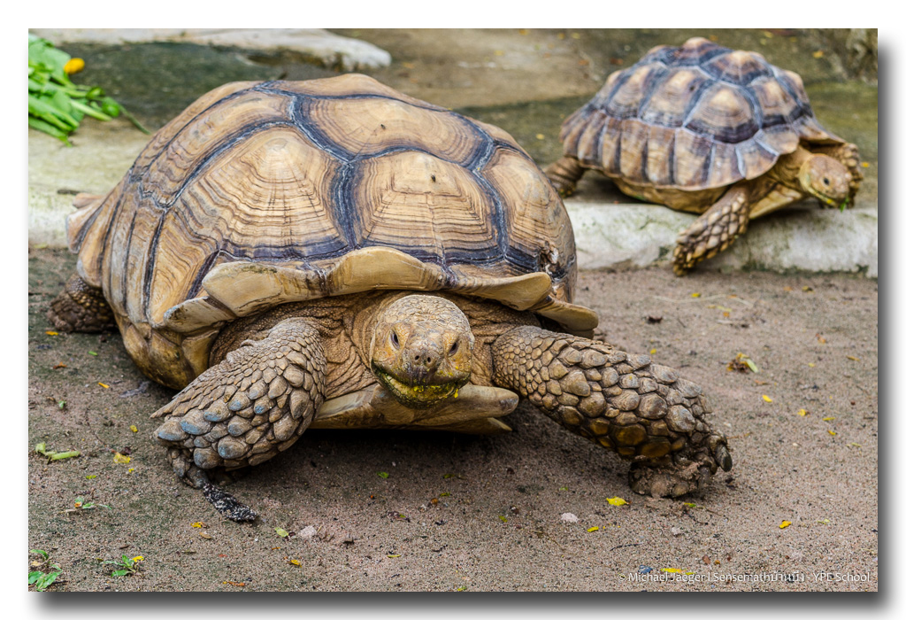 tortoise-5.jpg