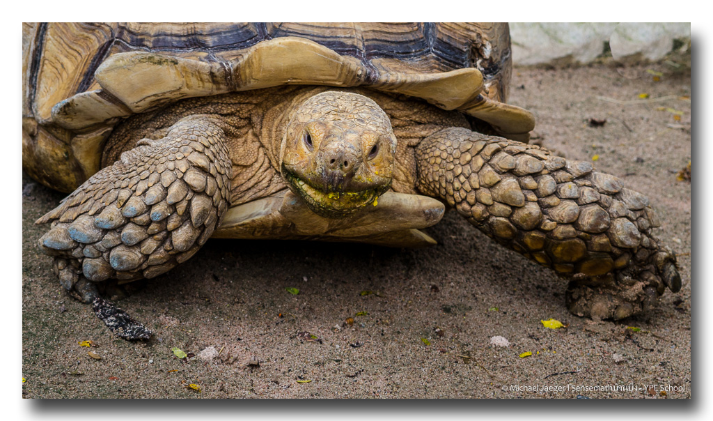 tortoise-6.jpg