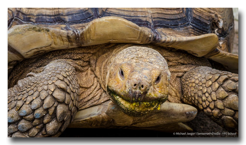 tortoise-7.jpg
