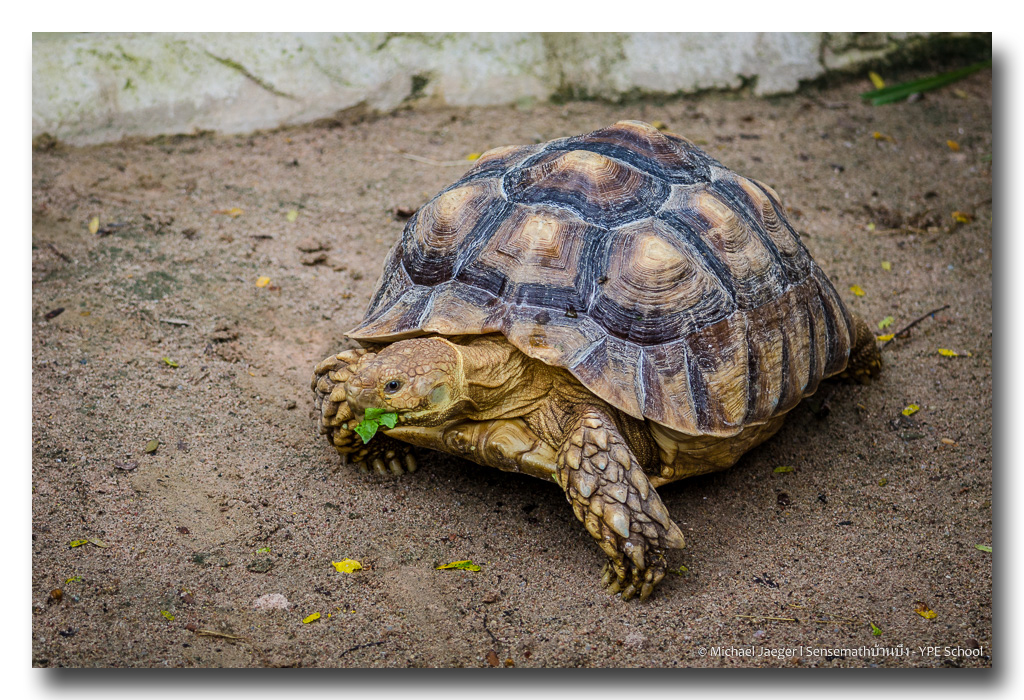 tortoise-8.jpg