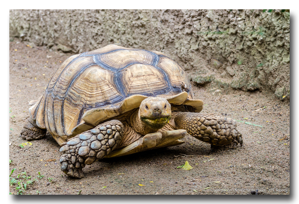 tortoise-9.jpg