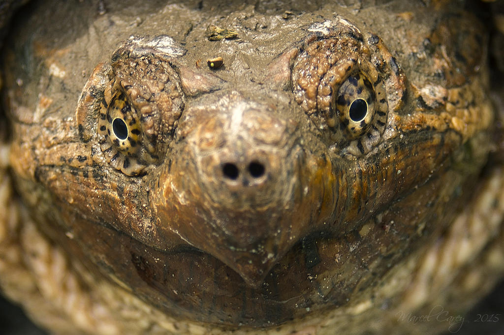 tortue NH 100%crop.jpg