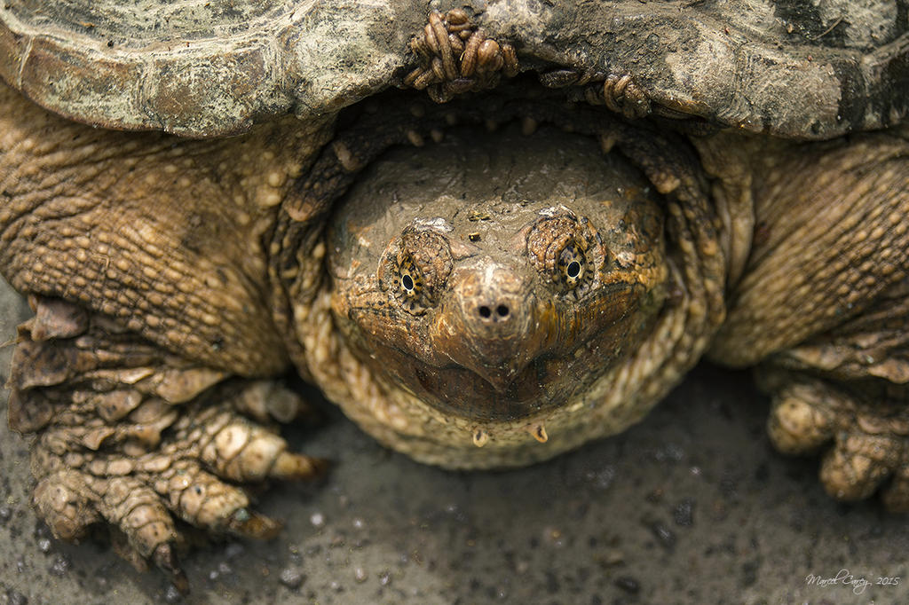 tortue NH.jpg