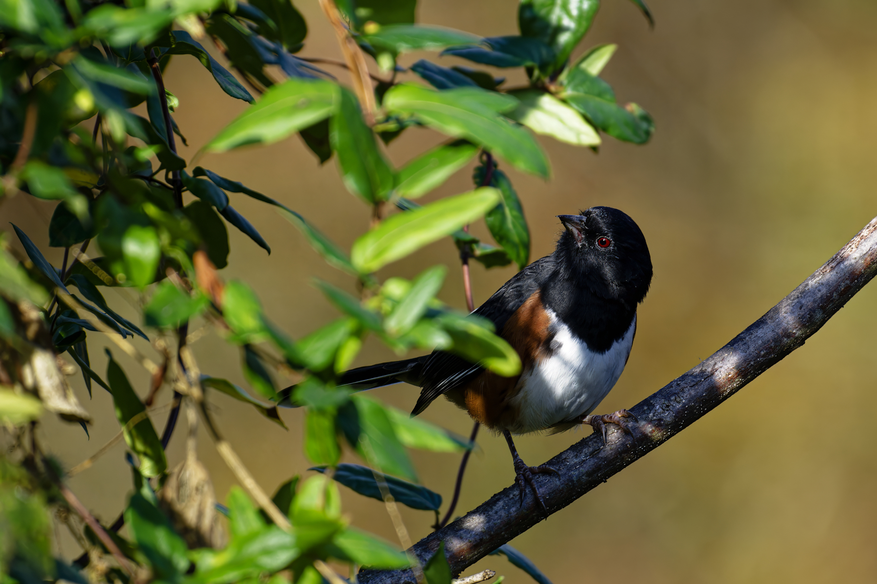 Towhee 2.jpg